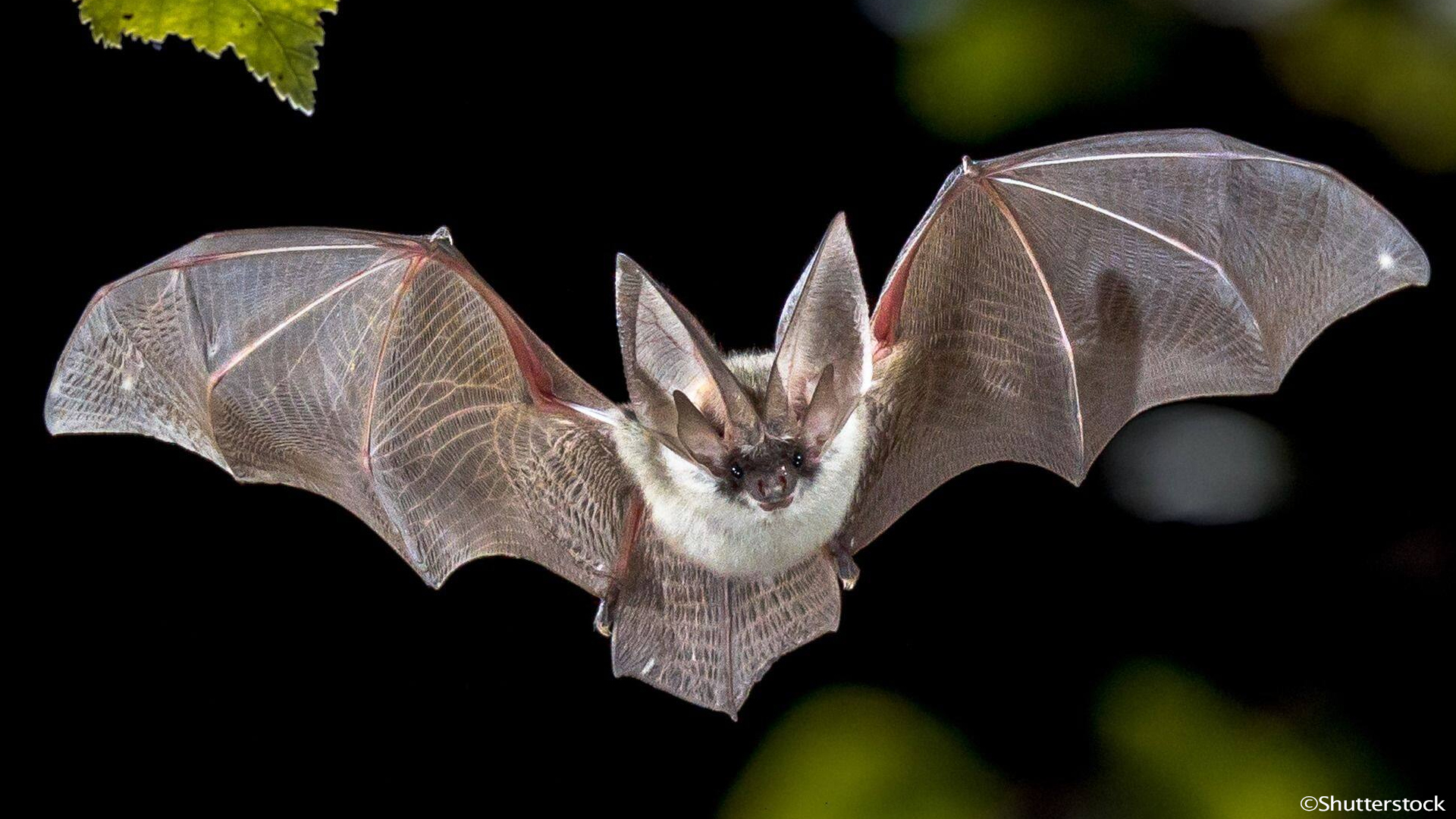 Chauve-souris à Beauraing : où les observer, pourquoi les protéger et comment agir (avec Natagora)
