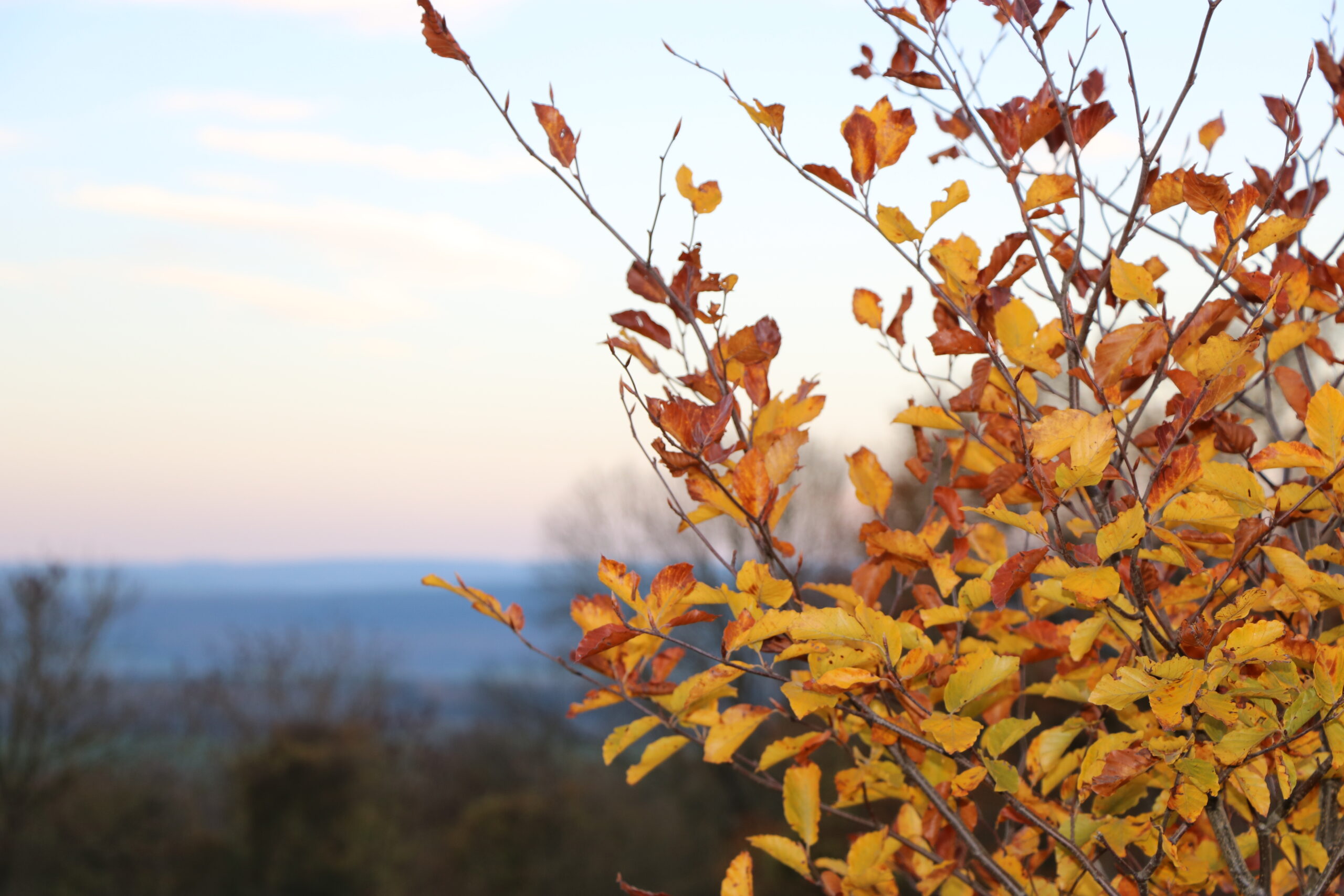 Vivez l’automne à Beauraing : slow tourisme et émerveillement